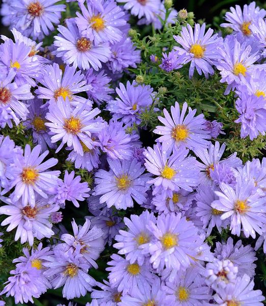 Symphyotrichum dumosum 'Lady in Blue'